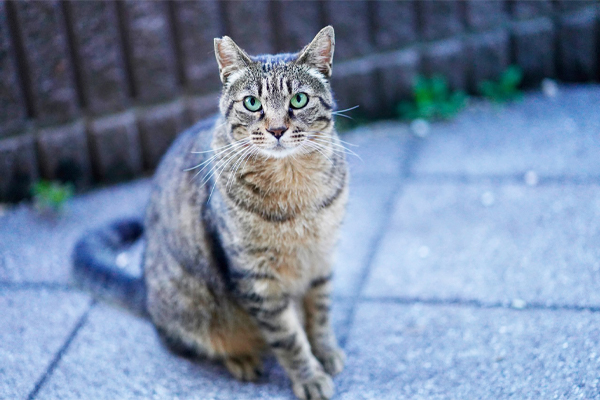 一社）ねこ99福岡